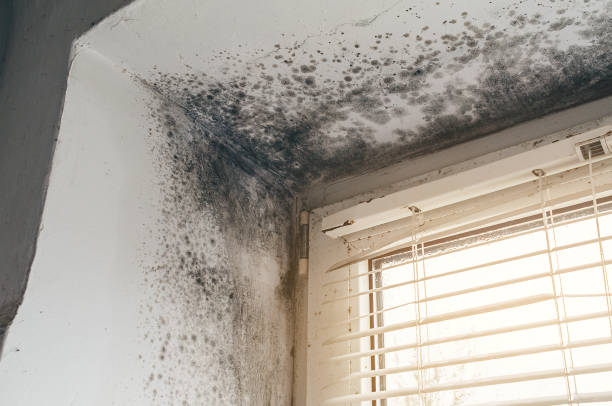 Affordable Commercial Mold Remediation solutions in Sparrows Point, MD